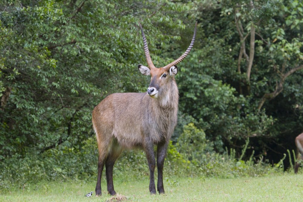 Mount Elgon National Park