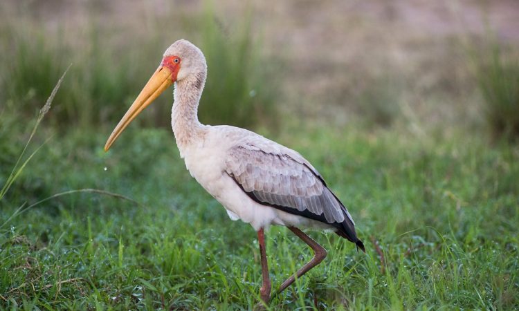 birdsof masai mara 
